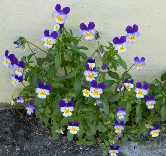 fioriture...di primavera